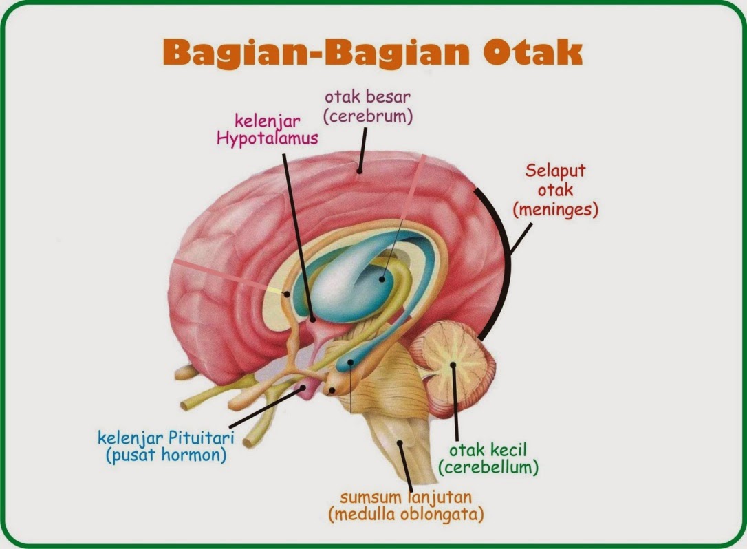 anatomi sistem saraf